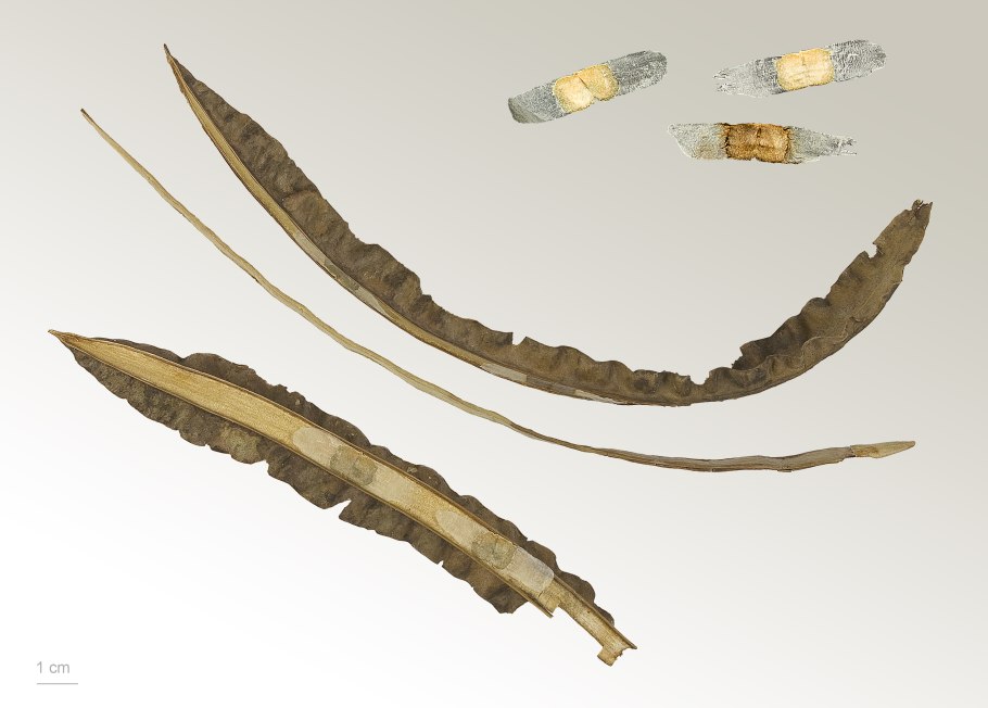 Taráxacum officinále пыльца