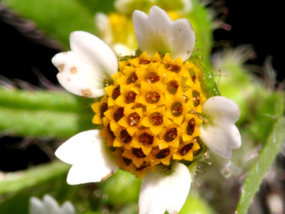 Леонтодон клубненосный