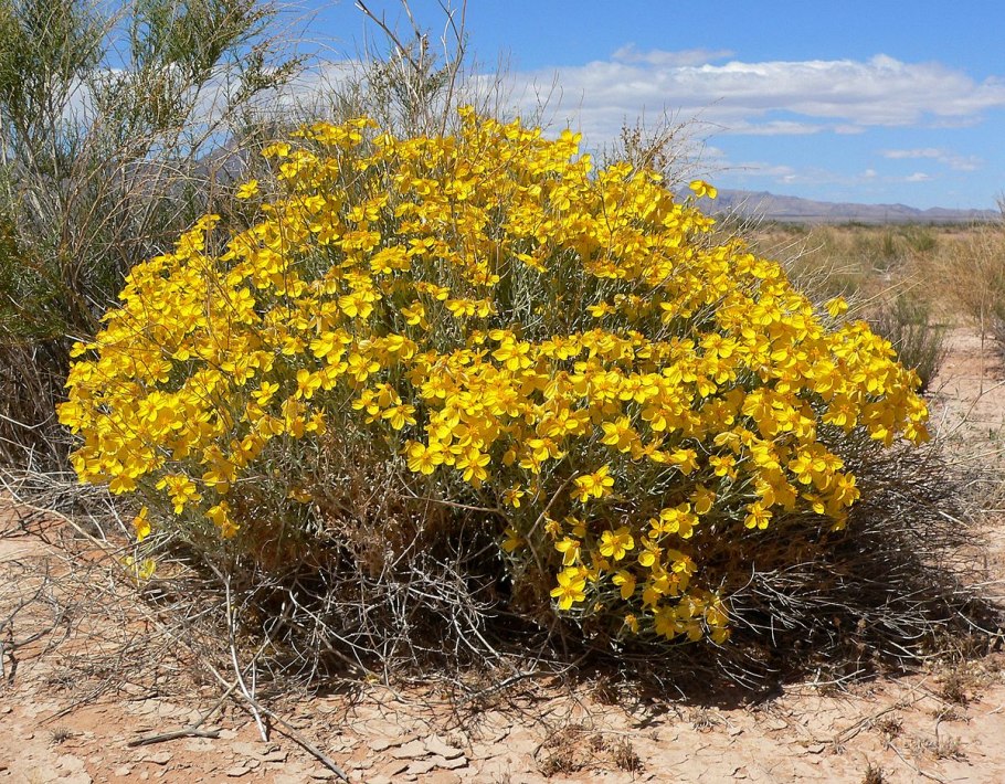 Marcgravia umbellata