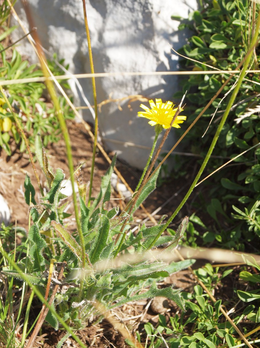 Семейство Семечкиных