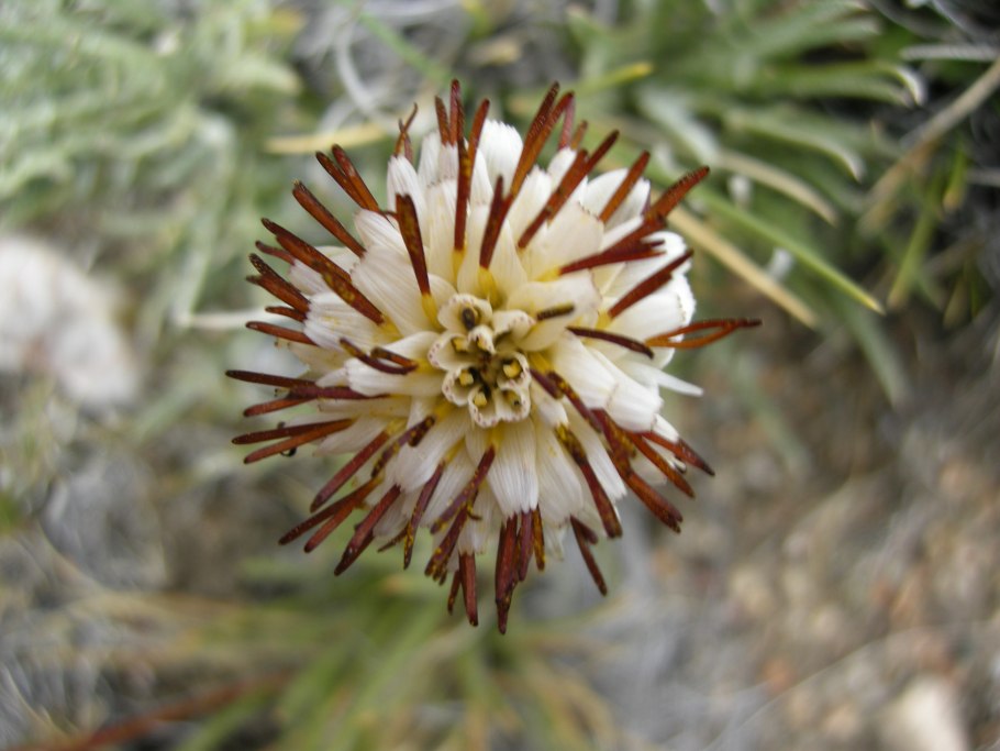 Pachystegia insignis растение