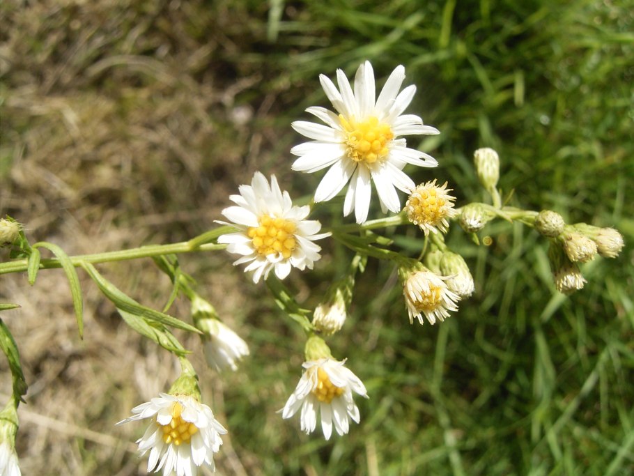 Convolvulus scoparius