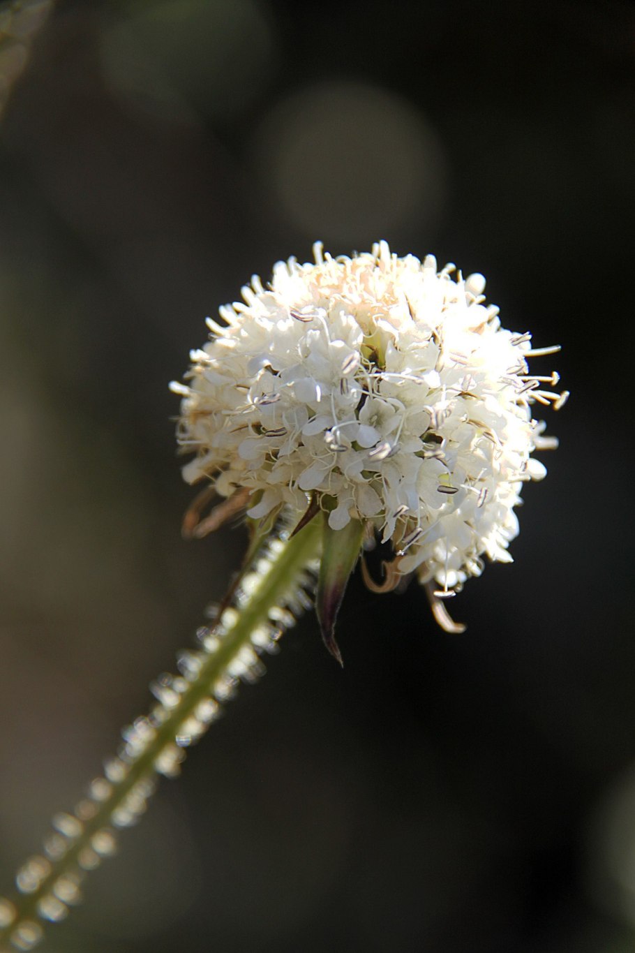 Степная колючка