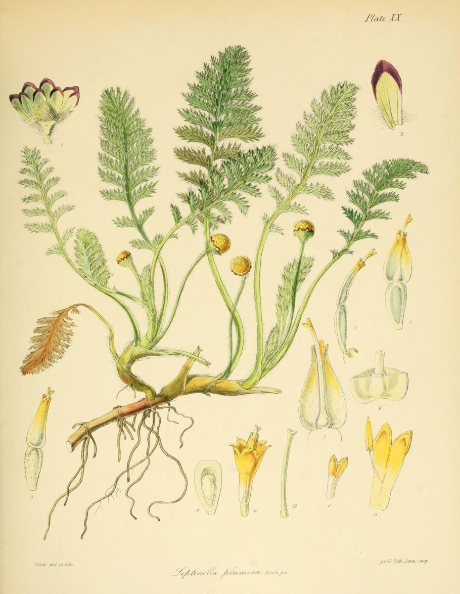 Малые планеты метеориты астероиды метеориты