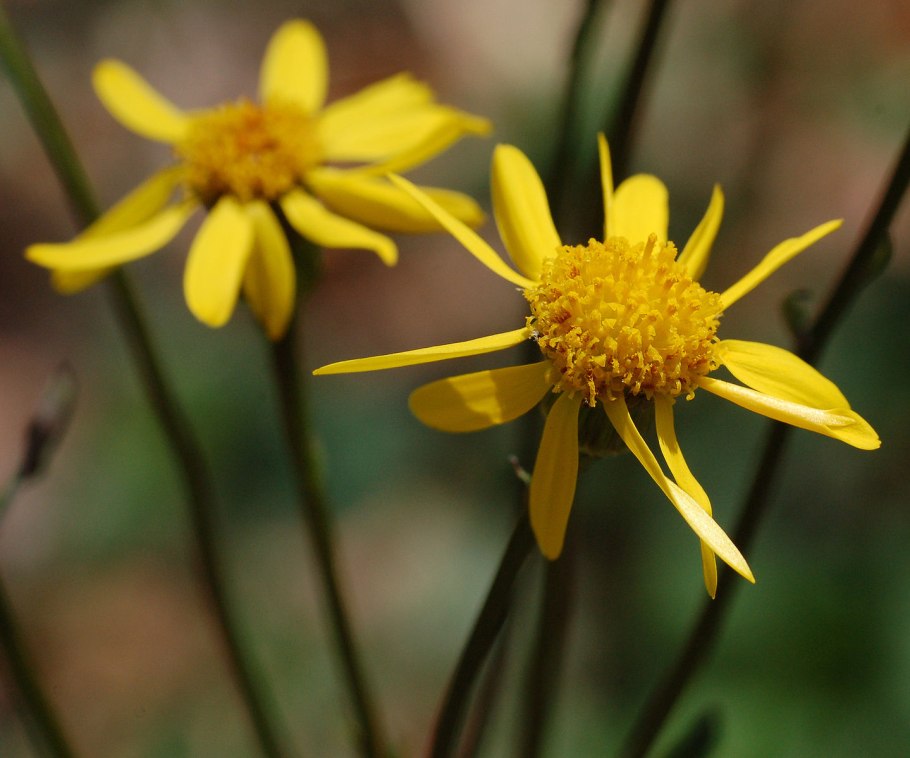 Eucalyptus amygdalina