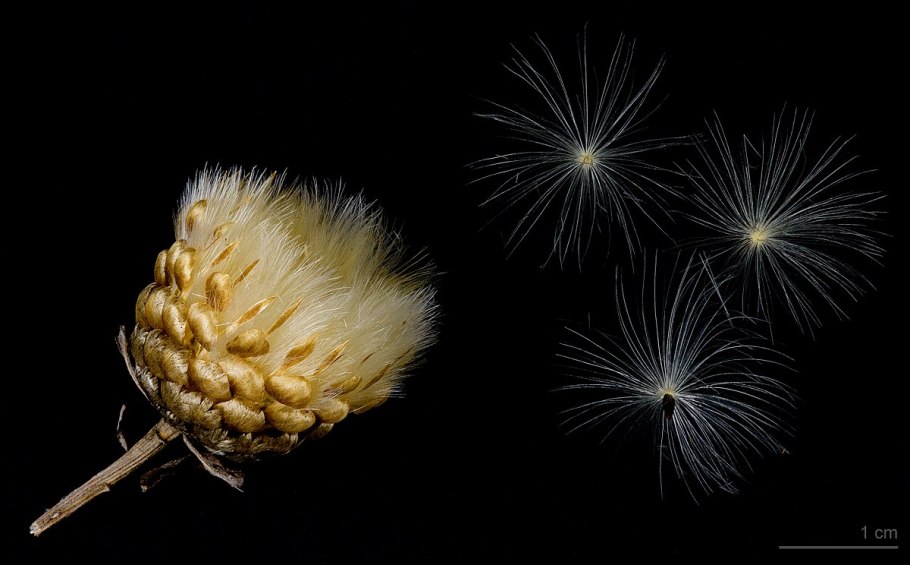 Lepironia articulata