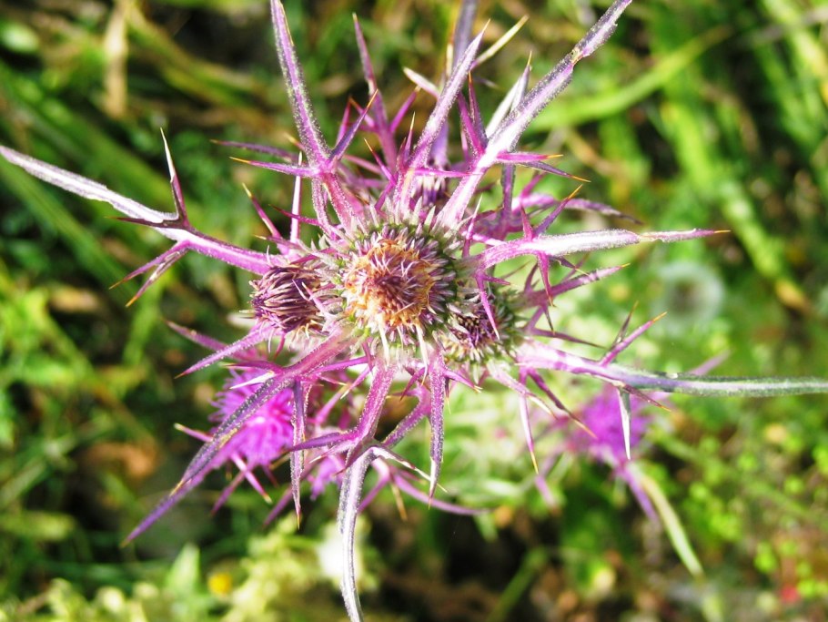 Stylidium turbinatum