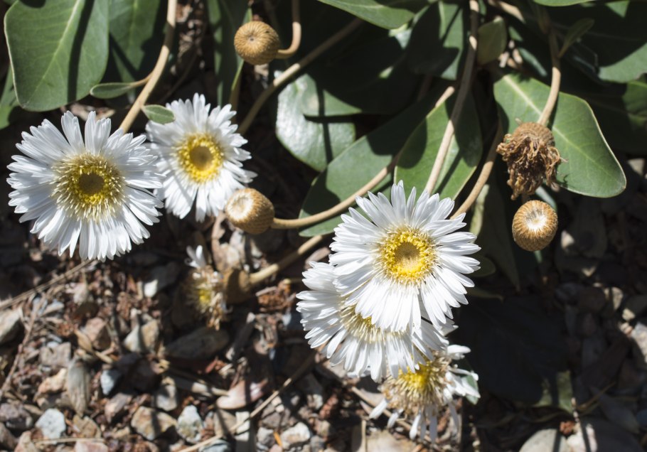 Wallpapers Guanchezia maguirei