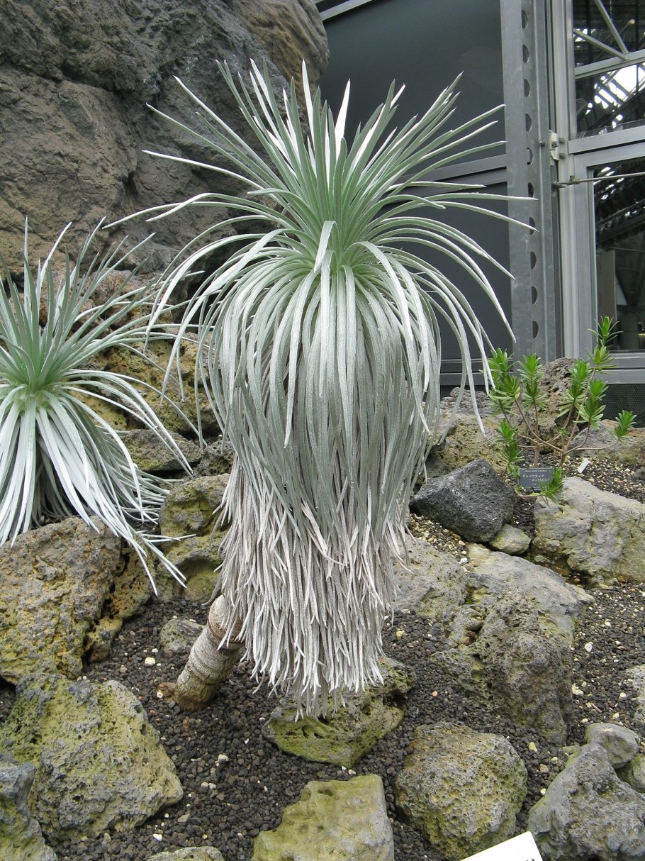 Хондрилла злаковая