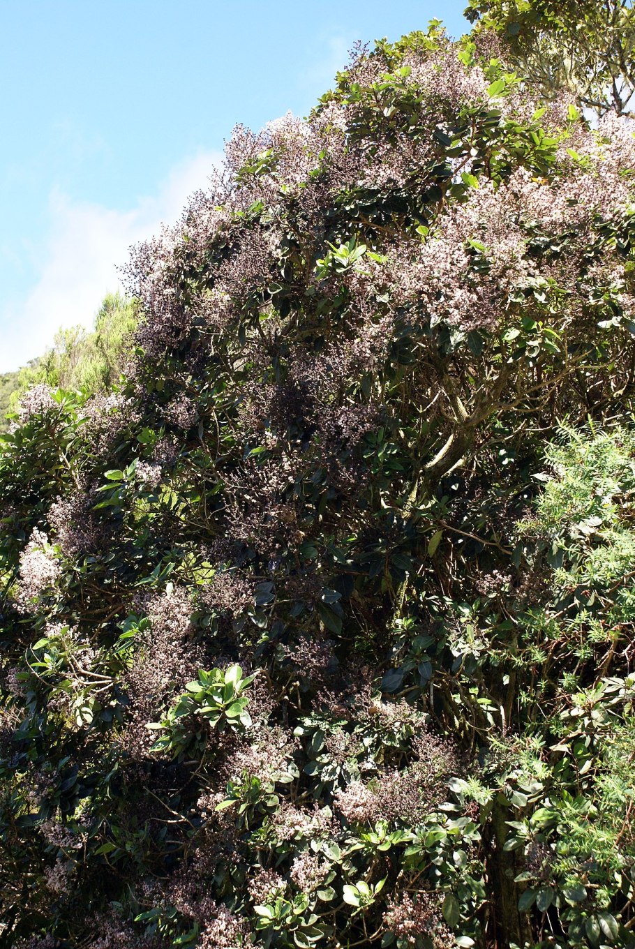 Тордилиум максимум