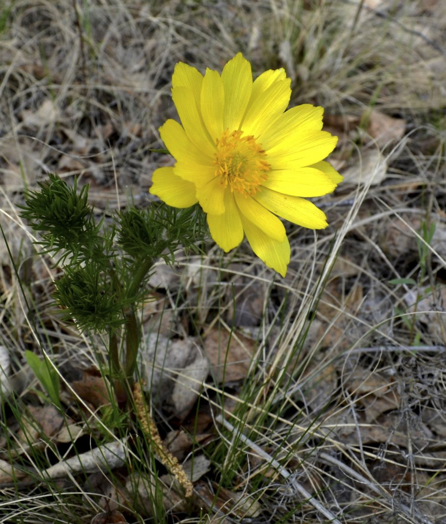 Стародубка адонис весенний
