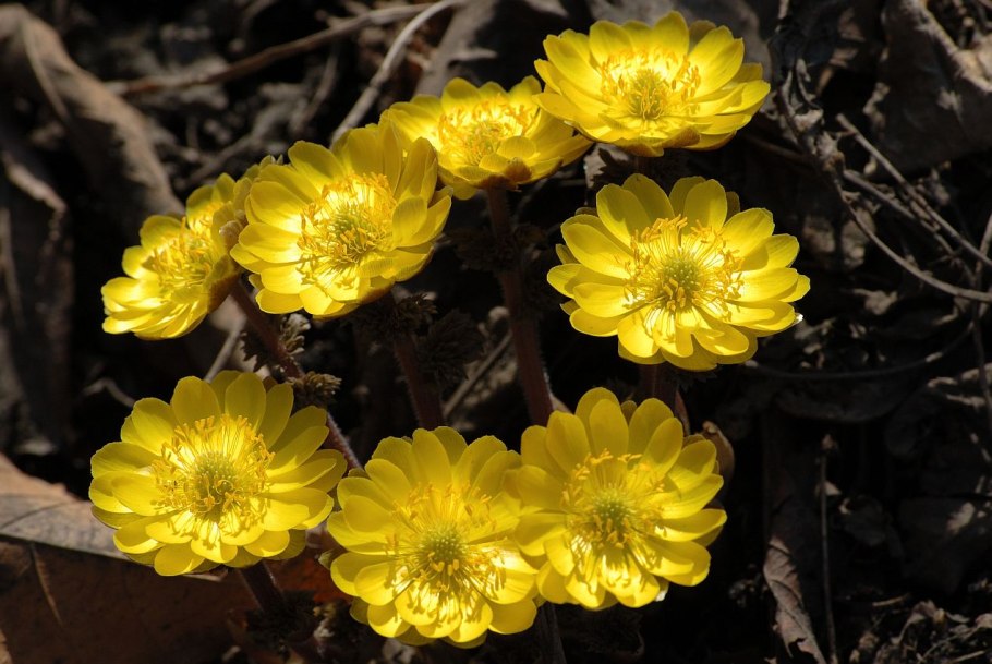 Адонис весенний горицвет