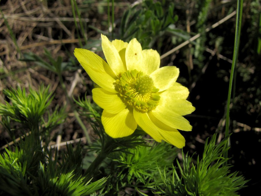 Горицвет весенний (Adonis vernalis)