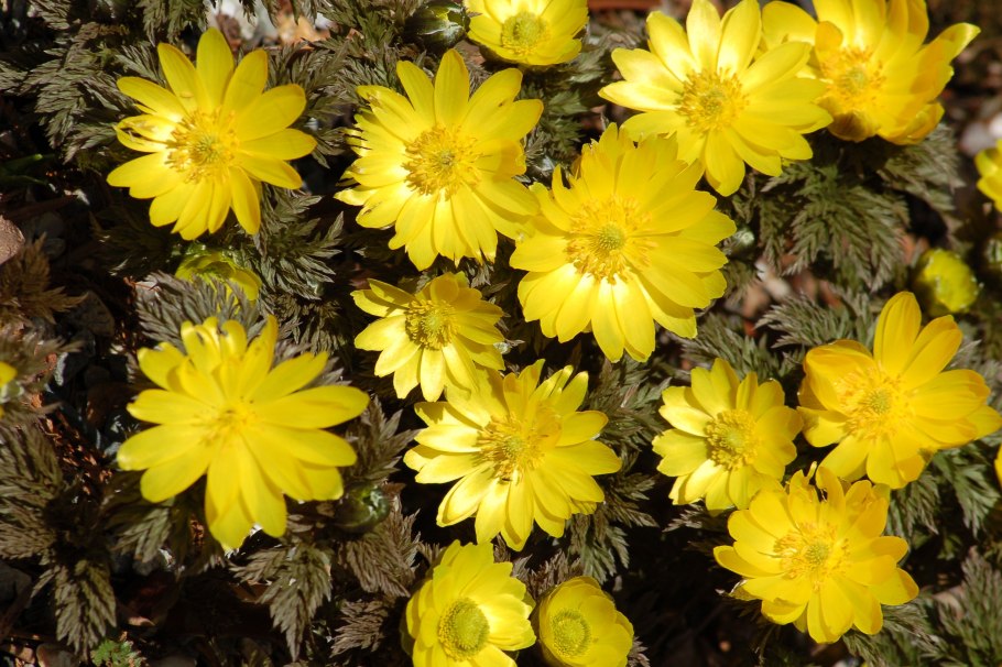 Адонис горицвет