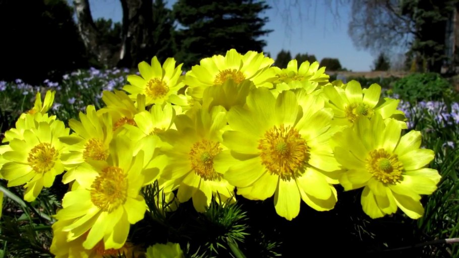 Адонис весенний желтый