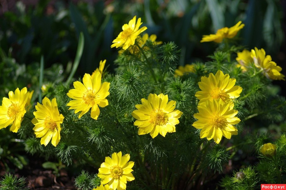 Адонис весенний горицвет