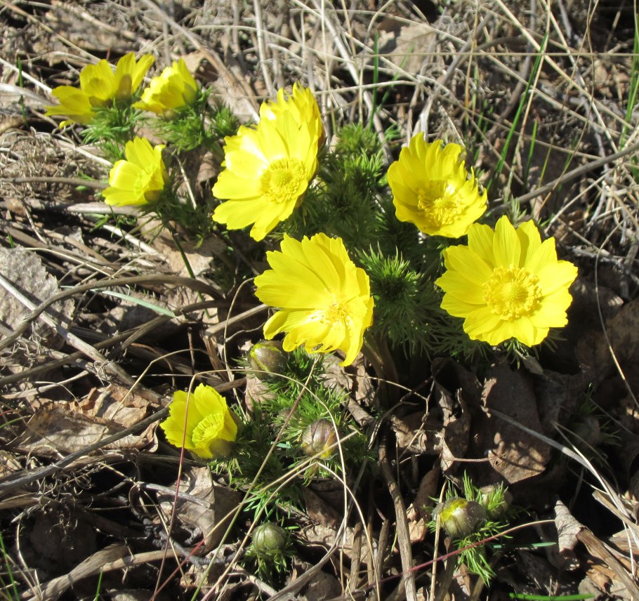 Адонис весенний горицвет