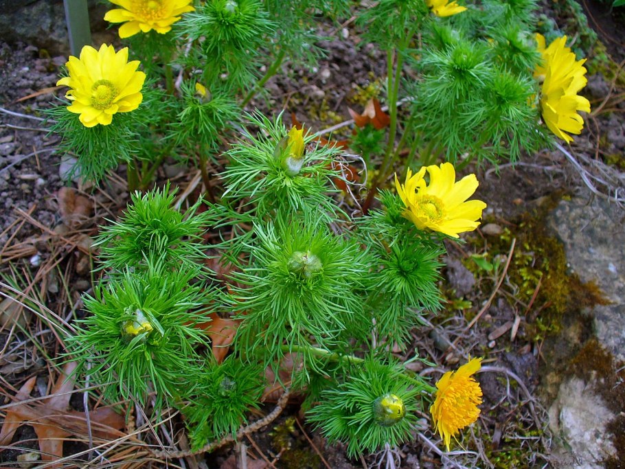 Адонис весенний горицвет