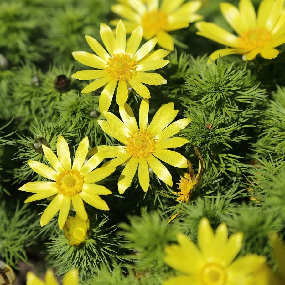 Адонис весенний (Adonis vernalis)