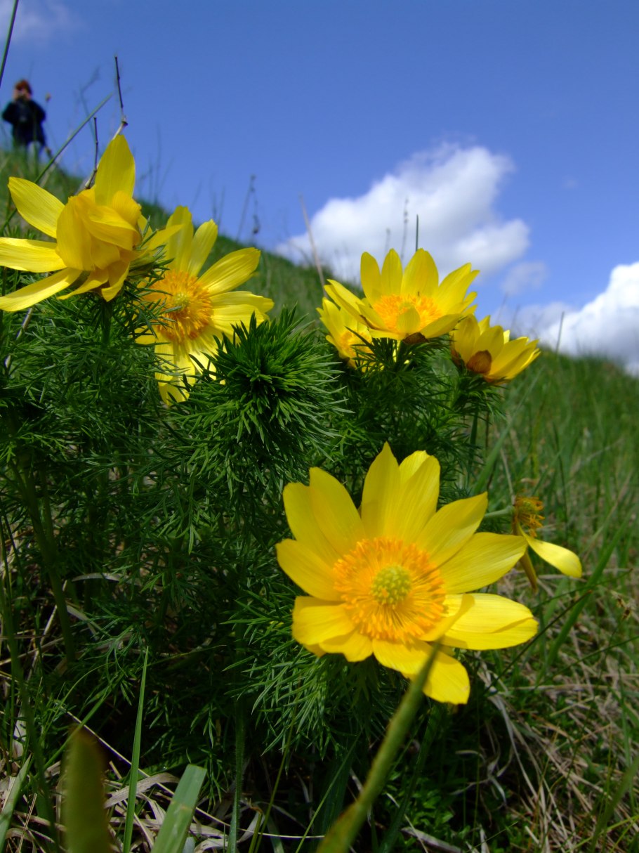 Горицвет весенний (Adonis vernalis)