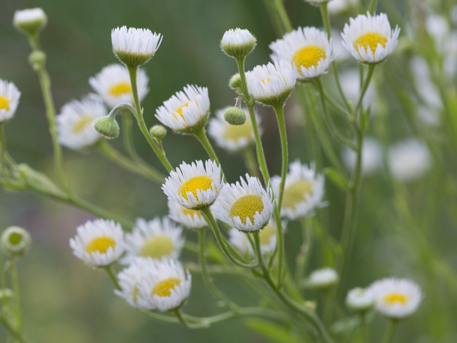 Эригерон мелколепестник