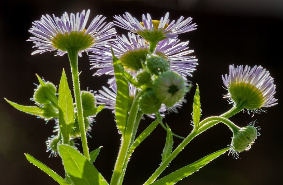 Erigeron leiomerus