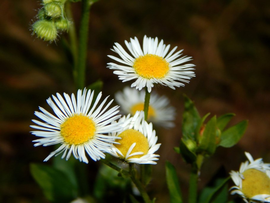 Мелколепестник пушистоголовый