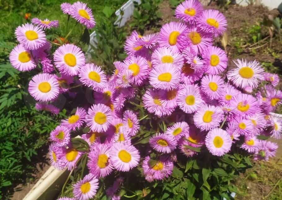 Erigeron 'Quakeress'