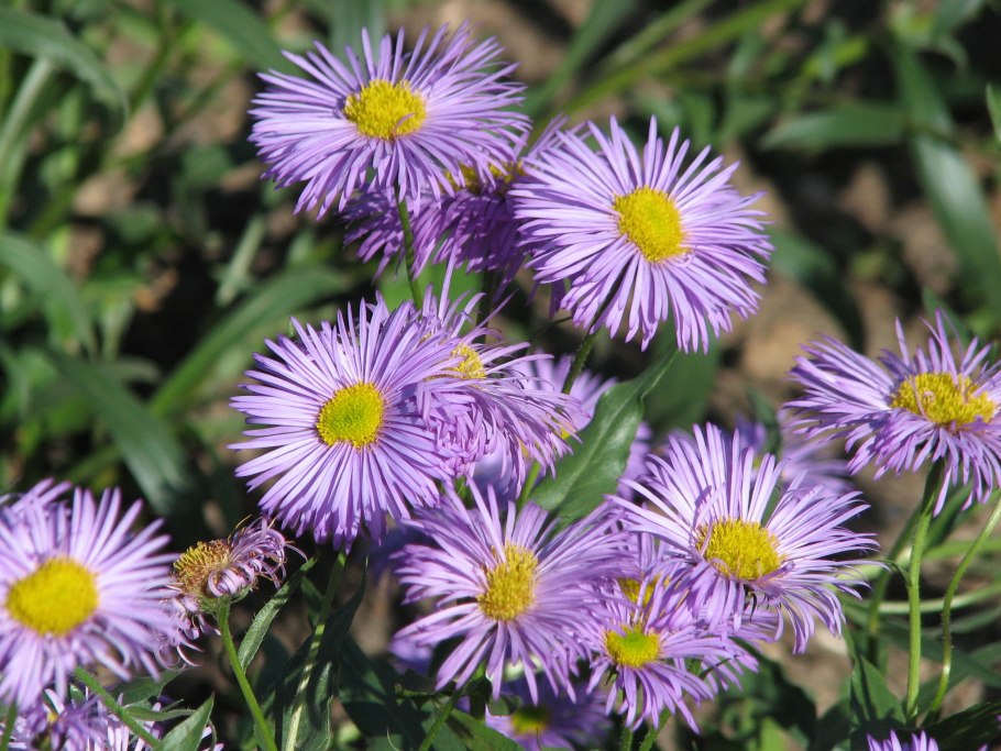 Мелколепестник острый (Erigeron Acris l.)