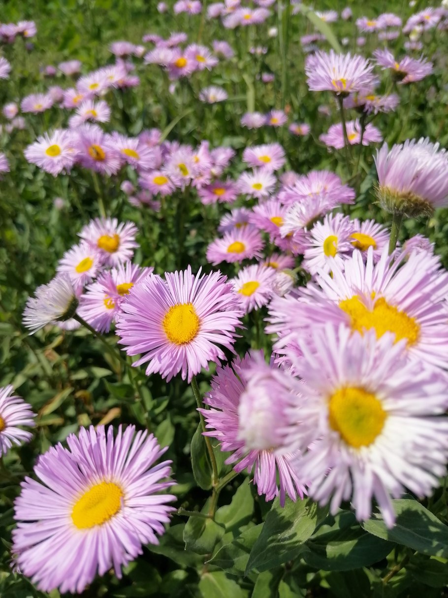 Мелколепестник бродячий