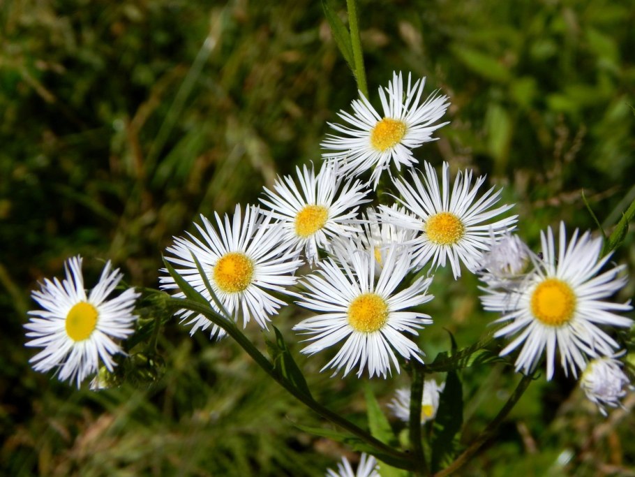 Мелколепестник обыкновенный