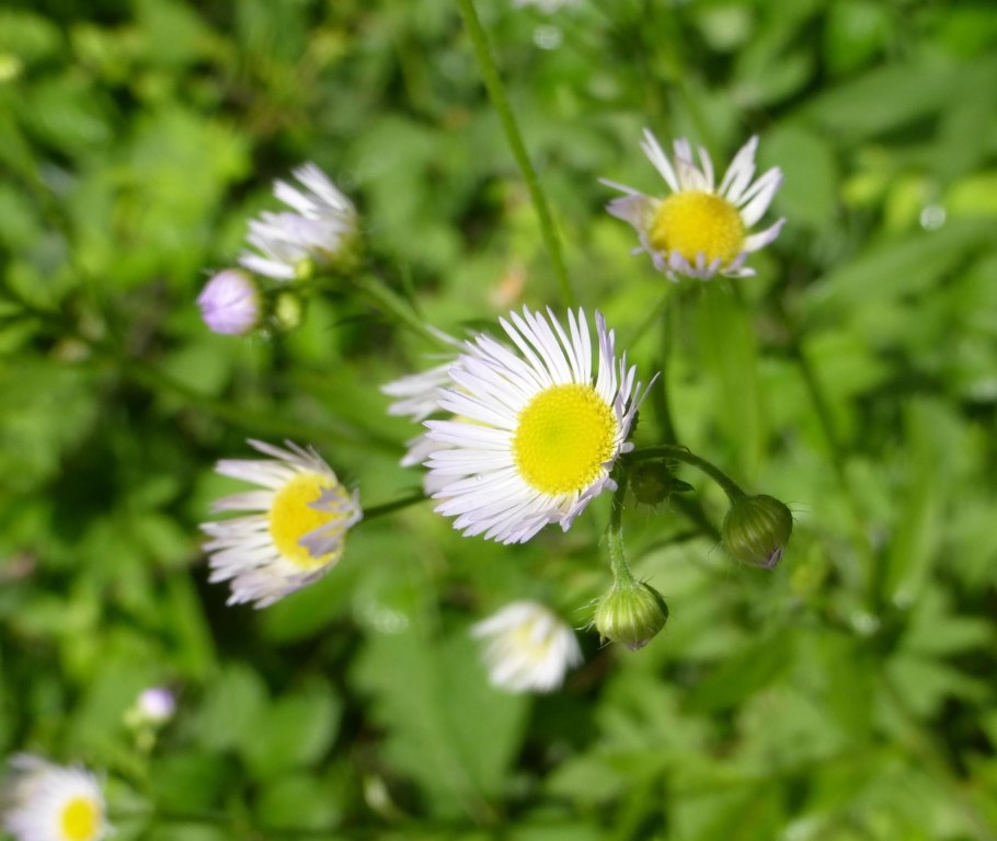 Эригерон розовый Лотос