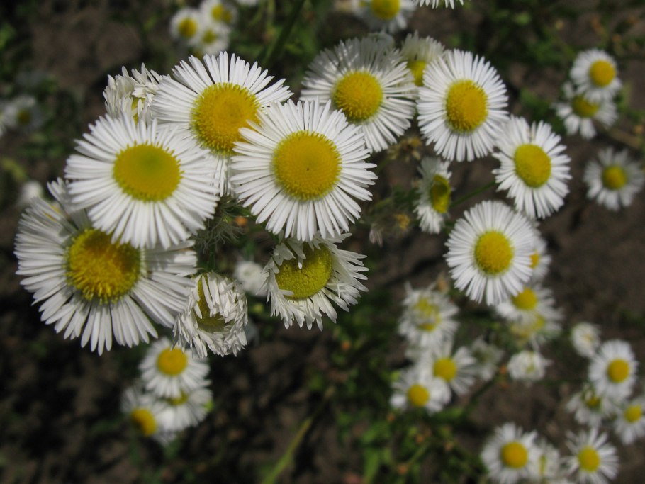 Мелколепестник grandiflorus