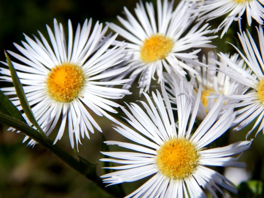 Erigeron annuus