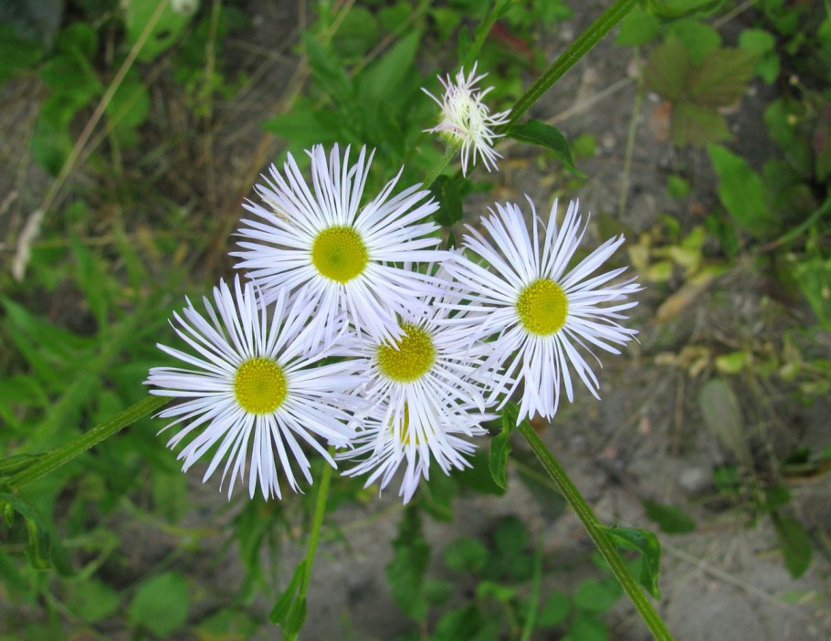 Erigeron uniflorus