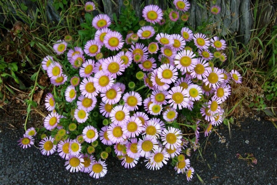 Мелколепестник Луговой медонос