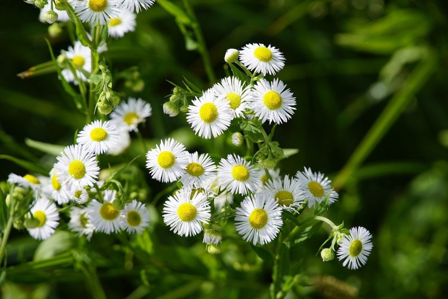 Мелколепестник канадский Erigeron canadensis