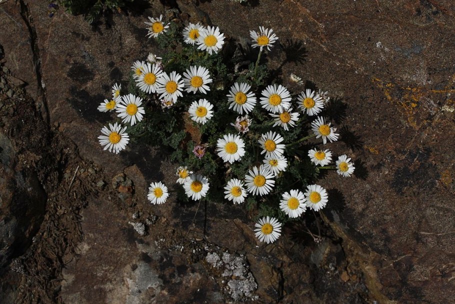 Мелколепестник маргаритколистный