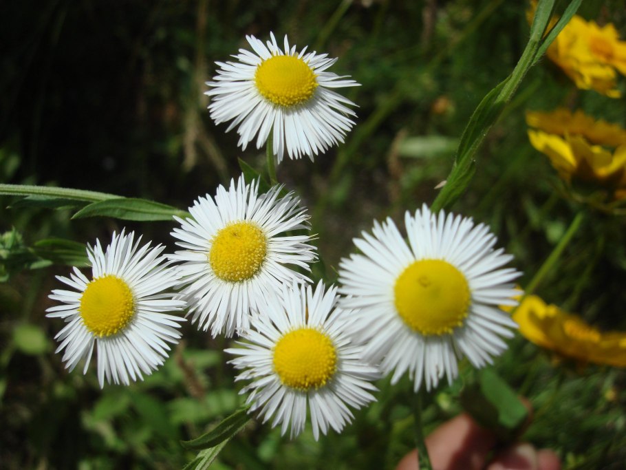 Мелколепестник одноцветковый