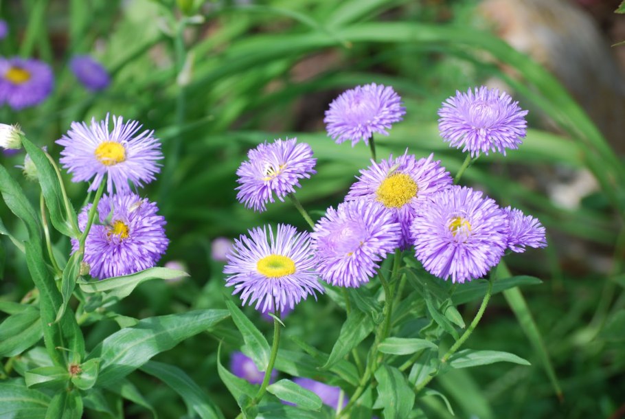 Мелколепестник Альпийский
