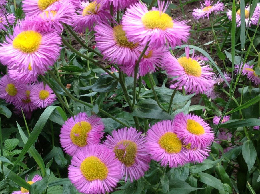 Мелколепестник ланцетолистный