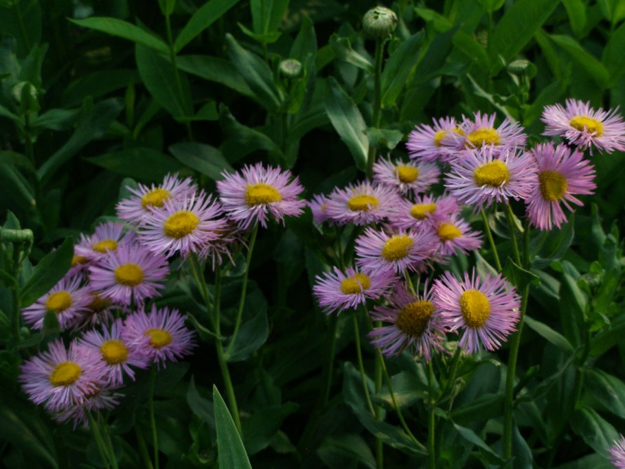 Эригерон Карвинского