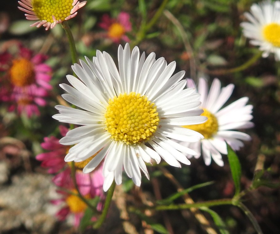 Мелколепестник сентябринки