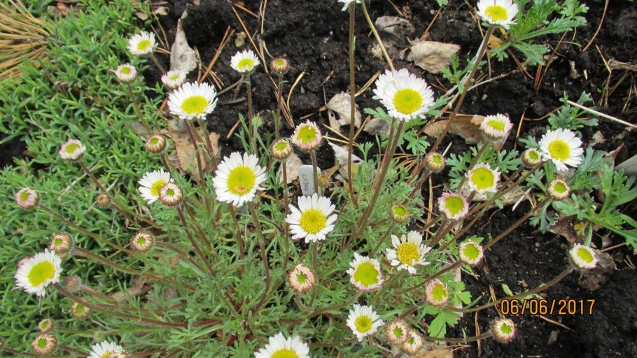 Мелколепестник щетинистый