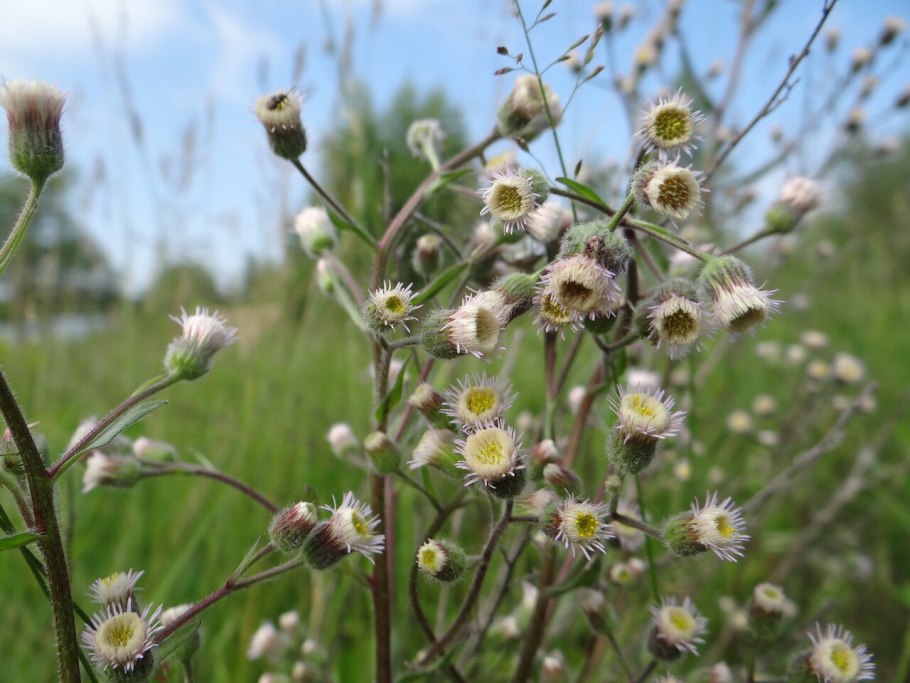 Мелколепестник щетинистый