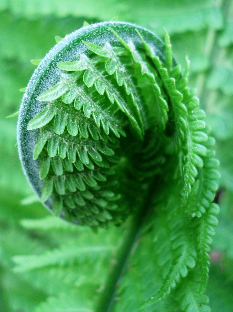 Папоротник орляк ростки