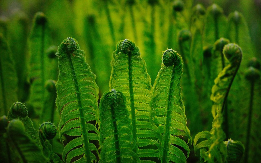 Папоротник Щитовник ростки