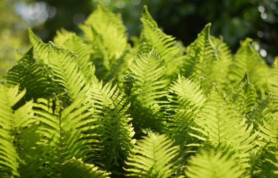 Цвет зеленый папоротник