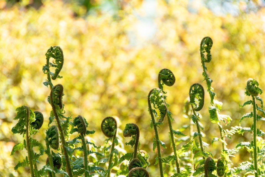 Весна папоротник цветы