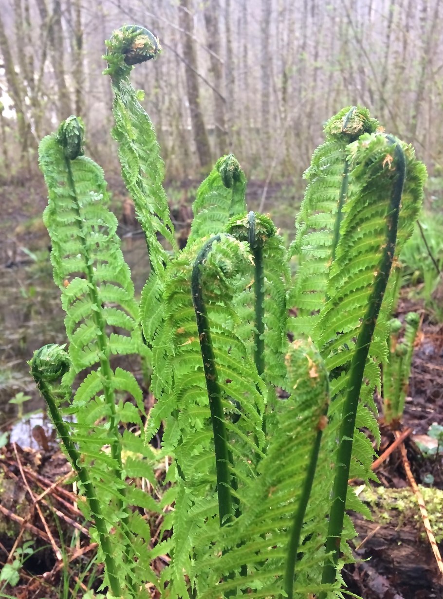 Папоротник Осмунда весной